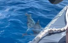 Hawaii Ocean Rafting24