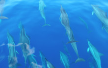 Hawaii Ocean Rafting28