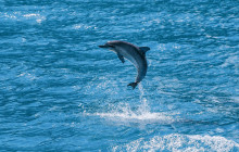 Hawaii Ocean Rafting31