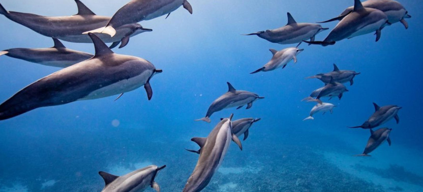 Semi-Private: 5 Hour Eco-Raft Lanai Snorkel and Dolphin Watch