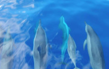 Hawaii Ocean Rafting11