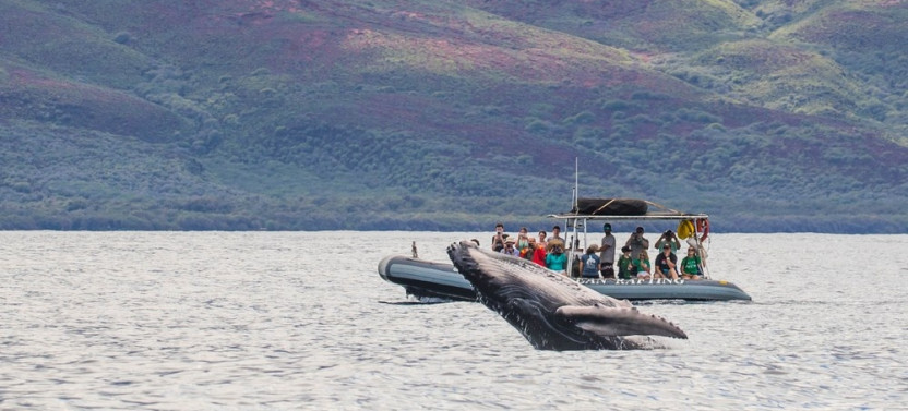 Eye-Level Whale Watch Eco-Raft Tour