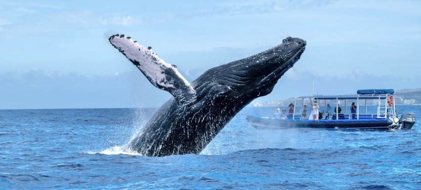 Eye-Level Whale Watch Eco-Raft Tour