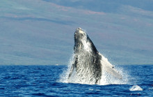 Hawaii Ocean Rafting6