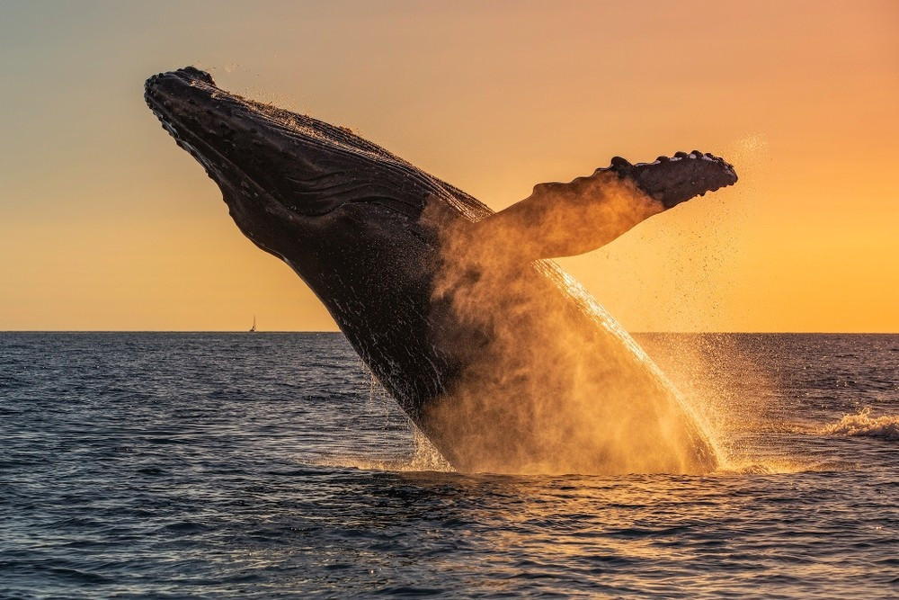 Eye-Level Whale Watch Eco-Raft Tour