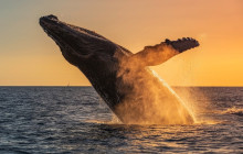 Hawaii Ocean Rafting1