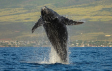 Hawaii Ocean Rafting13