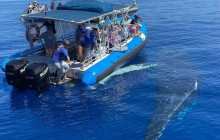 Hawaii Ocean Rafting14