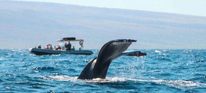 2 in 1 Semi-Private Eco-Raft 4 Hour Snorkel & Whale Watch