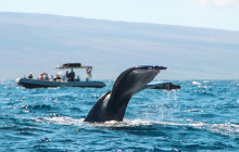 Hawaii Ocean Rafting3