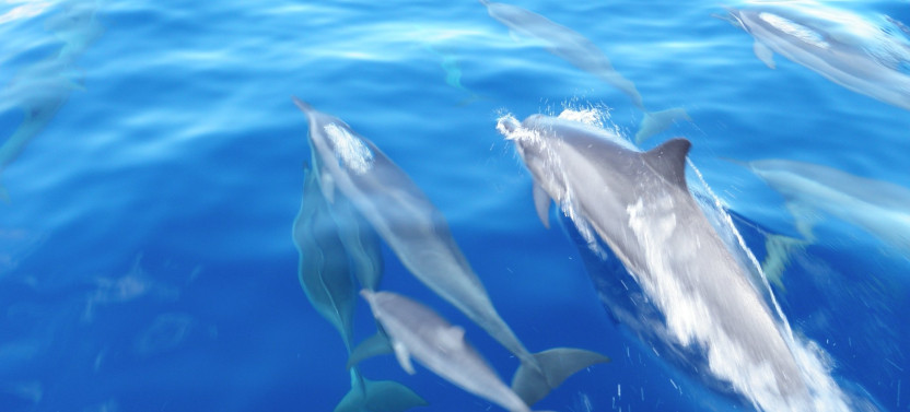 2 in 1 Semi-Private Eco-Raft 4 Hour Snorkel & Whale Watch