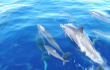 Hawaii Ocean Rafting4