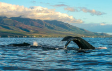 Hawaii Ocean Rafting18