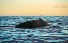 Hawaii Ocean Rafting19