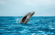 Hawaii Ocean Rafting20