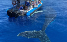 Hawaii Ocean Rafting14