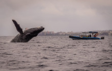 Hawaii Ocean Rafting37