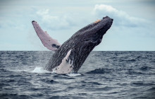 Hawaii Ocean Rafting38