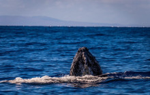 Hawaii Ocean Rafting39