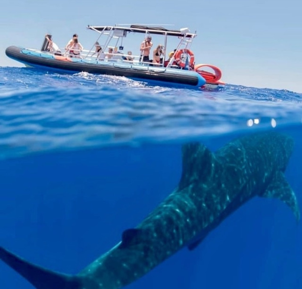 2 in 1 Semi-Private Eco-Raft 4 Hour Snorkel & Whale Watch