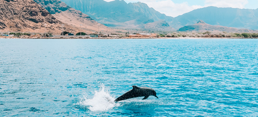 Dolphin Watch, Snorkel, & Waterslide Activities On Oahu