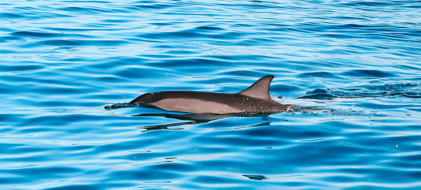 Dolphin Watch, Snorkel, & Waterslide Activities On Oahu