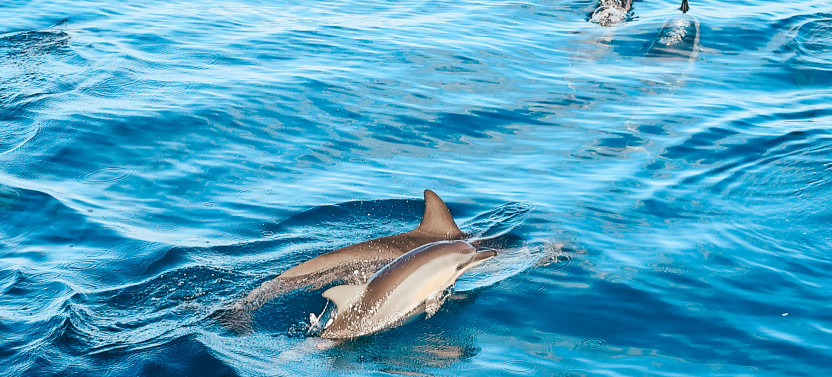 Dolphin Watch, Snorkel, & Waterslide Activities On Oahu