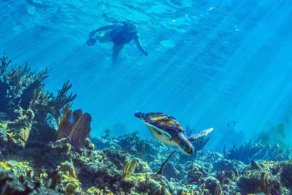 Hidden Cenote Swim: Snorkeling, Sea Turtles, and Beachside Lunch