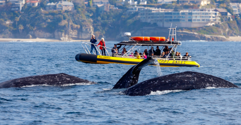 Dolphin & Whale Watching Safari on Zodiac