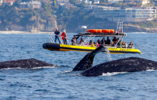 Capt. Dave's Dolphin & Whale Watching Safari1