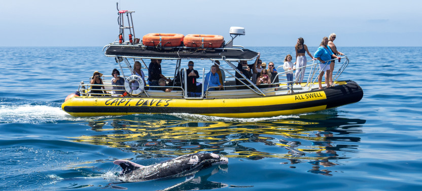 Dolphin & Whale Watching Safari on Zodiac