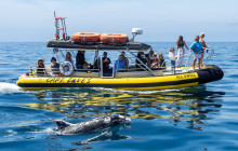 Capt. Dave's Dolphin & Whale Watching Safari2