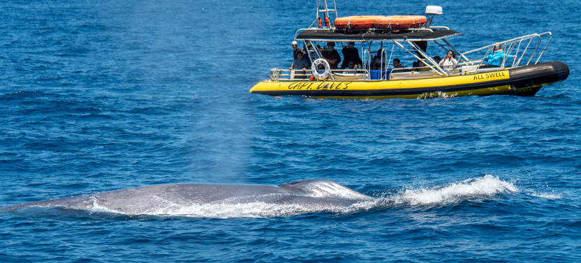 Dolphin & Whale Watching Safari on Zodiac