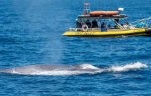 Capt. Dave's Dolphin & Whale Watching Safari3