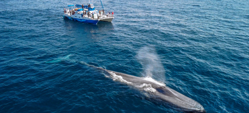 Dolphin & Whale Watching Signature Safari