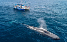 Capt. Dave's Dolphin & Whale Watching Safari1