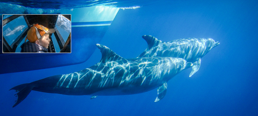 Dolphin & Whale Watching Signature Safari