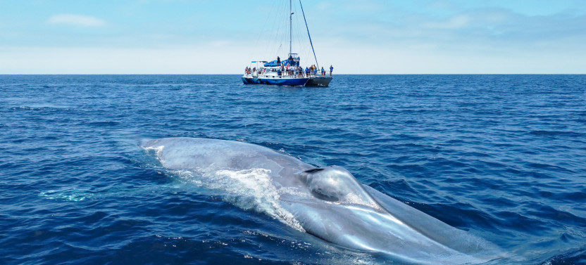 Dolphin & Whale Watching Signature Safari