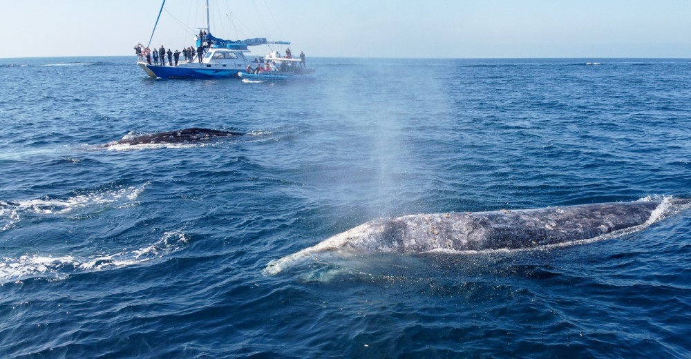 Capt. Dave's Dolphin & Whale Watching Safari