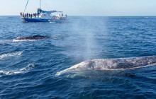 Capt. Dave's Dolphin & Whale Watching Safari4