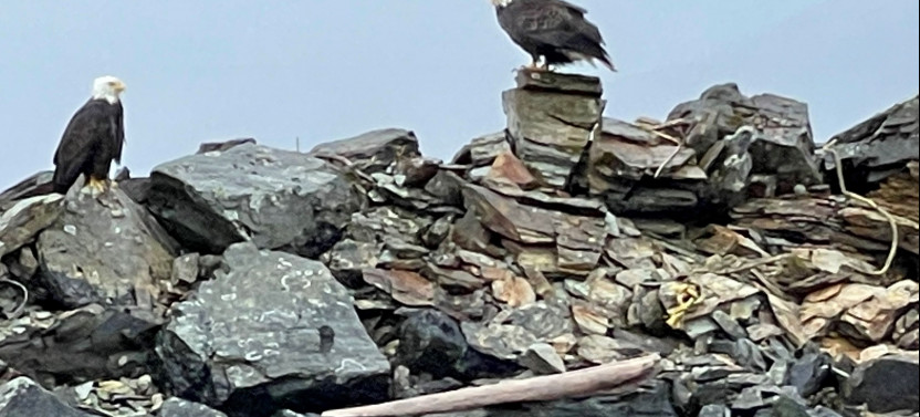 Ketchikan Duck Boat Tour