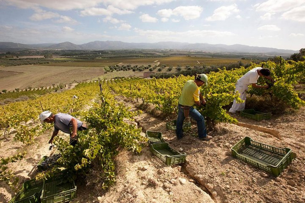 Cagliari Shore Excursion: Wine, Cheese and Olive Oil Tasting