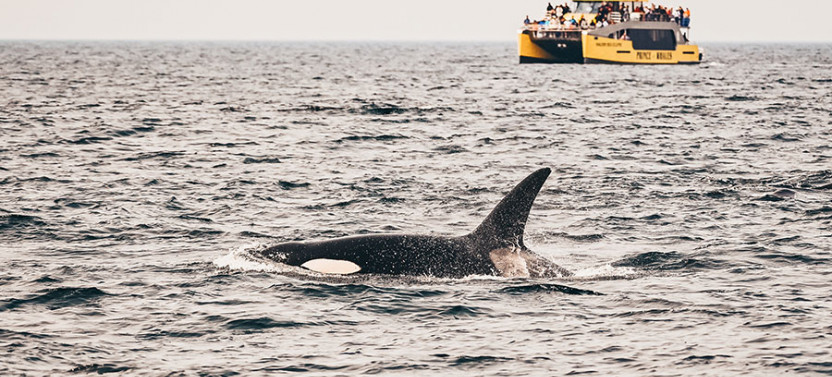 Half-Day Whale Watching from Victoria - Free Photo Package