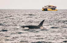 Prince of Whales Whale & Marine Wildlife Adventures2