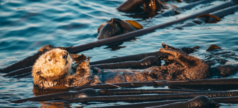 Zodiac Whale Watching from Telegraph Cove