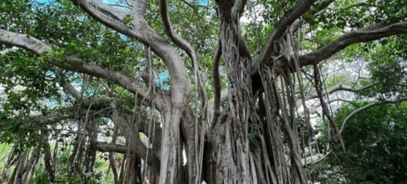 Best of Fort Lauderdale Sightseeing Tour
