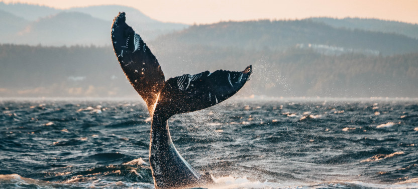 Zodiac Whale Watching from Victoria