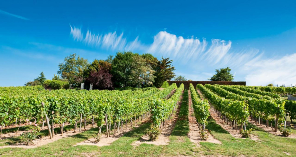 Vouvray Wine Discovery: Vineyard visit & Tasting Trip from Tours