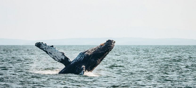 Half-Day Whale Watching from Vancouver - Free Photo Package