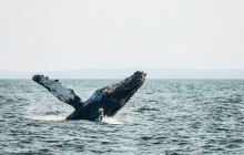 Prince of Whales Whale & Marine Wildlife Adventures3